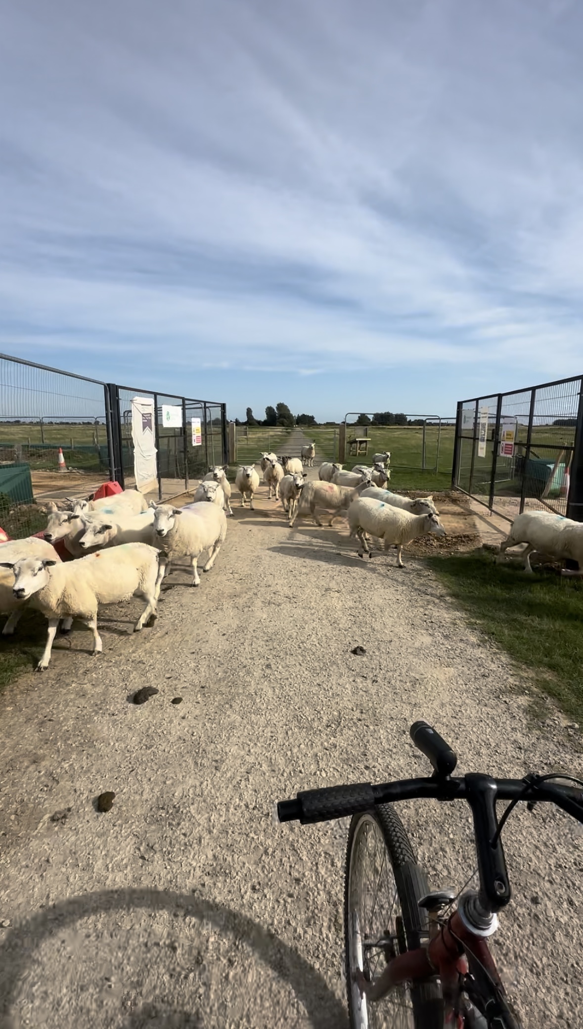 Day One Done! Sheep, Gates and Success – Two Guys One Trike